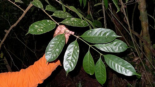 Guarea macrophylla: Guarea macrophyla Vahl