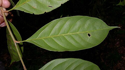 Guarea macrophylla: Guarea macrophyla Vahl
