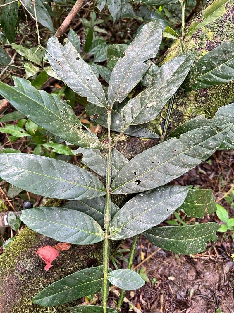 Guarea pterorhachis (Guarea pterorhachis)