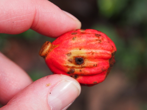 Guarea rhopalocarpa (Guarea rhopalocarpa)