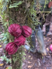 Guarea rhopalocarpa (Guarea rhopalocarpa)