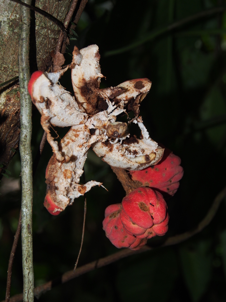 Guarea rhopalocarpa (Guarea rhopalocarpa)