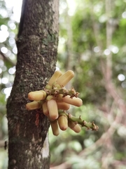 Guarea talamancana (Guarea talamancana)