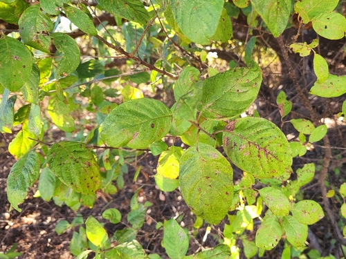 Guettarda insularis (Guettarda insularis)