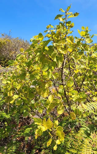Guettarda insularis (Guettarda insularis)