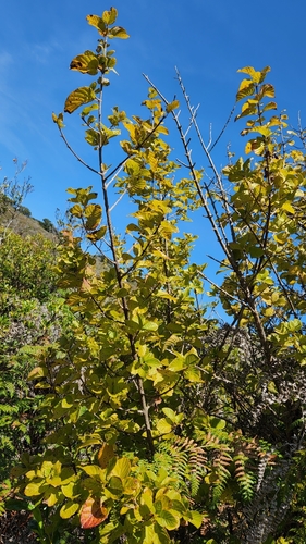Guettarda insularis (Guettarda insularis)