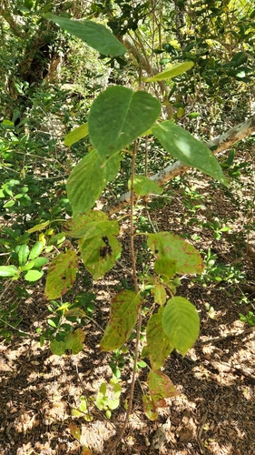 Guettarda insularis (Guettarda insularis)
