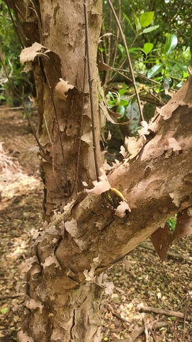 Guettarda insularis (Guettarda insularis)