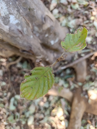 Guettarda insularis (Guettarda insularis)