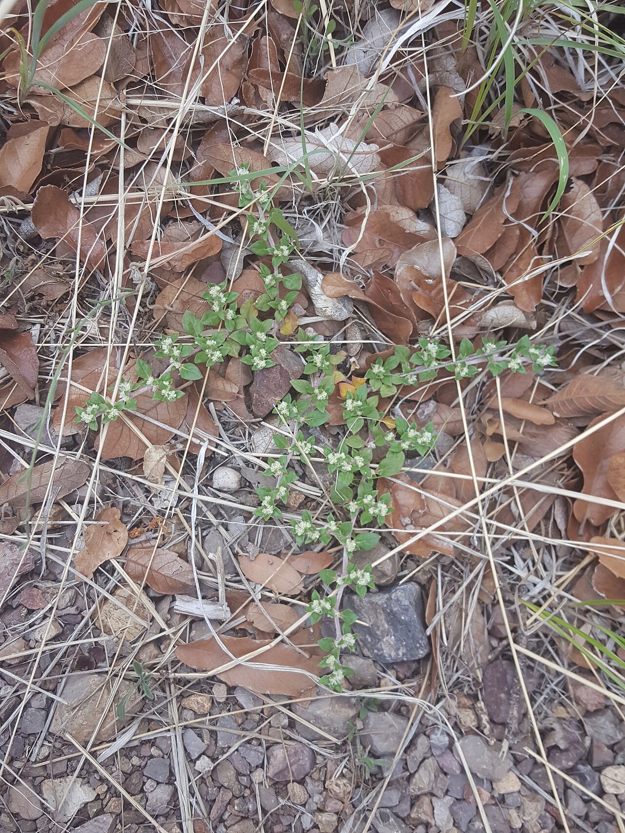 Small matweed: Small matweed ( Guilleminea densa ) in the United States
