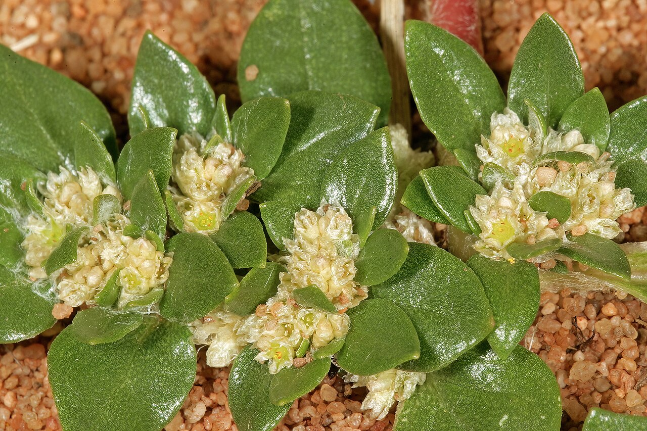 Small matweed: Guilleminea densa var. densa , plant in flower; naturalised weed, Pretoria National Botanical Garden, Pretoria, Gauteng, South Africa