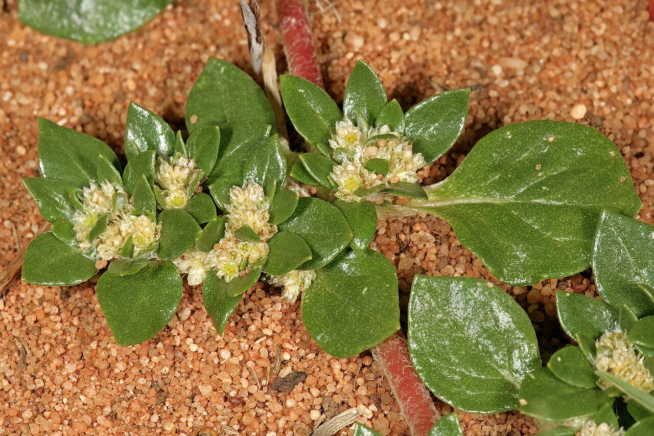 Small matweed: Guilleminea densa var. densa , plant in flower; naturalised weed, Pretoria National Botanical Garden, Pretoria, Gauteng, South Africa