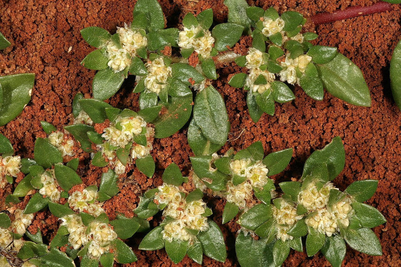 Small matweed: Guilleminea densa var. densa , plant in flower; naturalised weed, Pretoria National Botanical Garden, Pretoria, Gauteng, South Africa