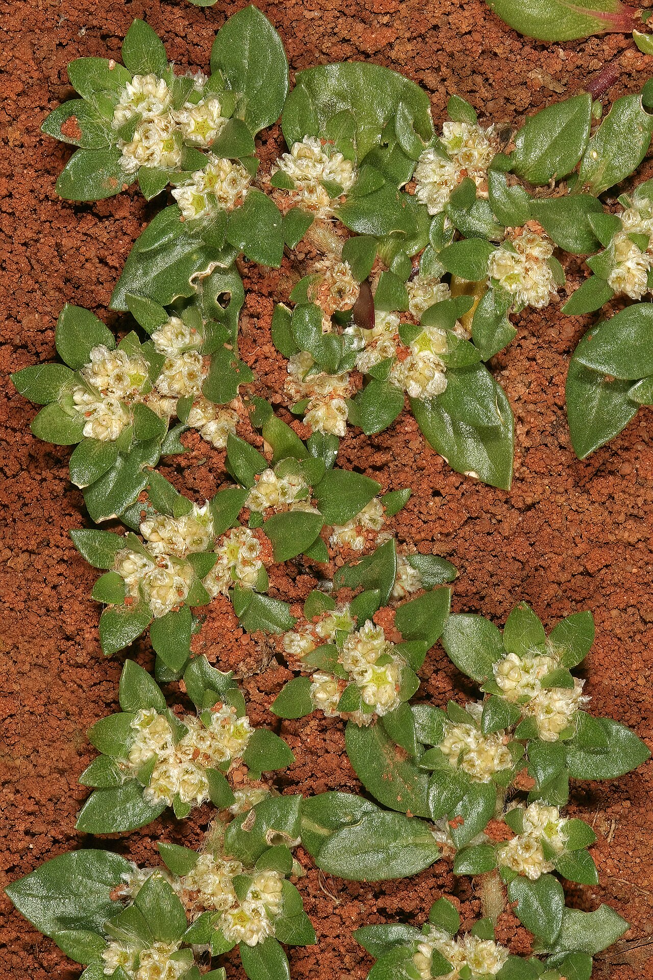 Small matweed: Guilleminea densa var. densa , plant in flower; naturalised weed, Pretoria National Botanical Garden, Pretoria, Gauteng, South Africa