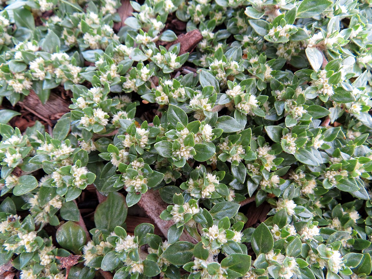 Small matweed: Guilleminea densa. Texas Canyon Rest Area, Cochise County, Arizona, USA.