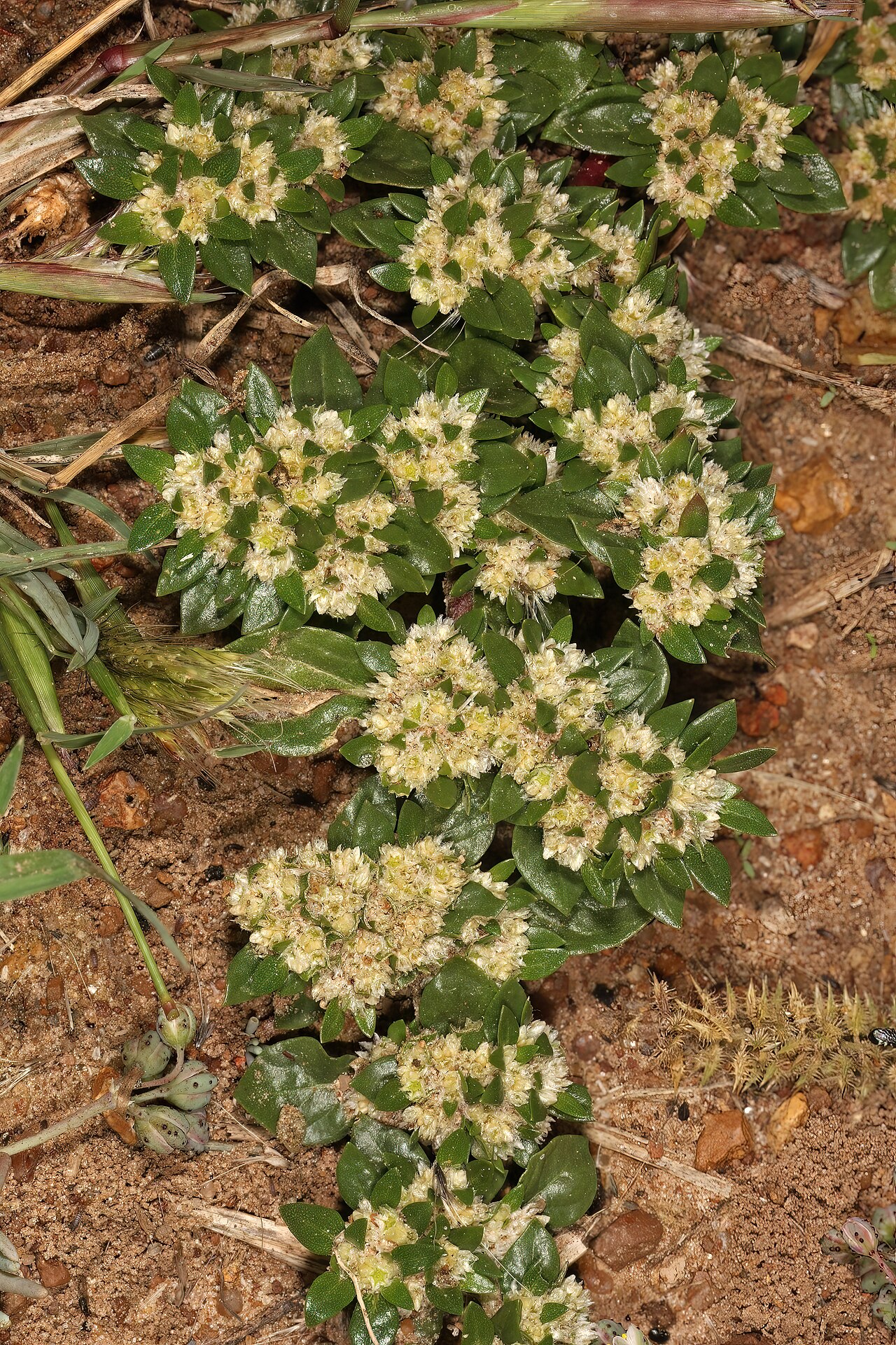 Small matweed: Guilleminea densa var. densa , plant in flower; naturalised alien, in grassland, vicinity of Wolmaransstad, North West, South Africa