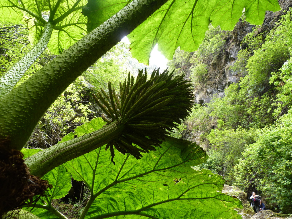 Gunnera masafuerae (Gunnera masafuerae)