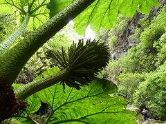 Gunnera masafuerae (Gunnera masafuerae)