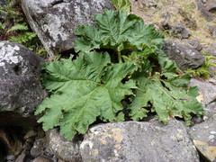 Gunnera masafuerae (Gunnera masafuerae)