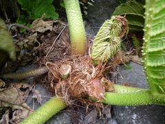 Gunnera masafuerae (Gunnera masafuerae)