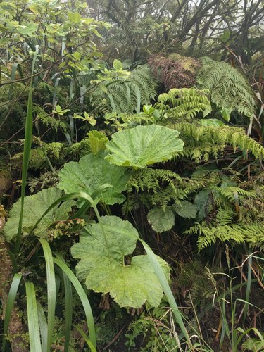 Haha (Gunnera petaloidea)