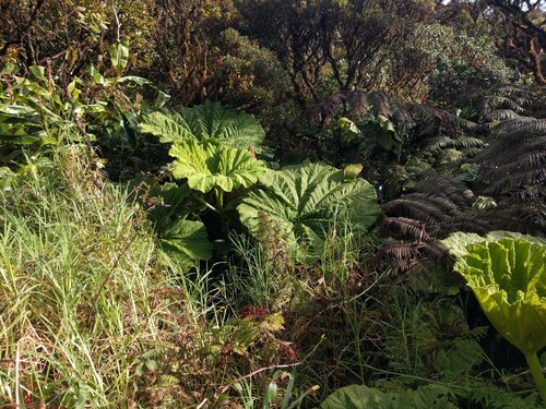 Haha (Gunnera petaloidea)