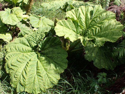 Haha (Gunnera petaloidea)