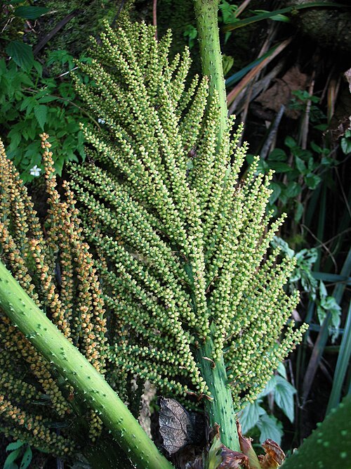 Haha: ʻApeʻape Gunneraceae Endemic to the Hawaiian islands Mt. Kaʻala, Oʻahu