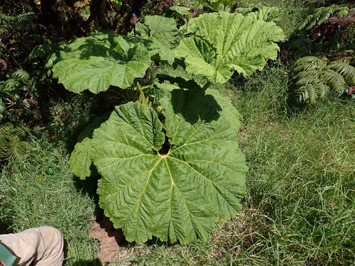Haha (Gunnera petaloidea)