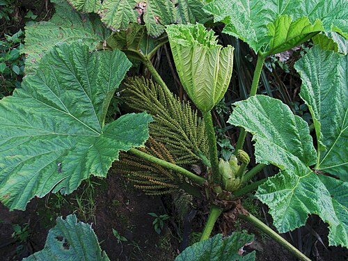 Haha: ʻApeʻape Gunneraceae Endemic to the Hawaiian islands Mt. Kaʻala, Oʻahu