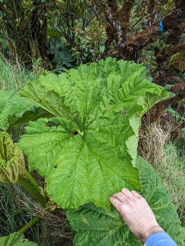 Haha (Gunnera petaloidea)