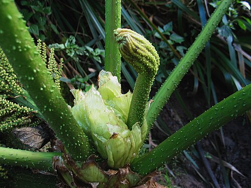 Haha: ʻApeʻape Gunneraceae Endemic to the Hawaiian islands Mt. Kaʻala, Oʻahu