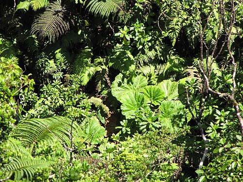 Haha: Gunnera petaloidea (Apeape) Habit at Hanaula, Maui, Hawaii. September 29, 2011 #110929-0063 Image Use Policy