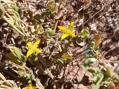 Gunniopsis calcarea (Gunniopsis calcarea)
