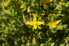 Gunniopsis calcarea (Gunniopsis calcarea)