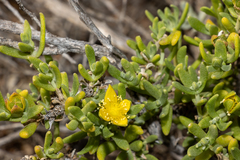 Gunniopsis calcarea (Gunniopsis calcarea)