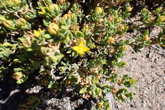 Gunniopsis calcarea (Gunniopsis calcarea)
