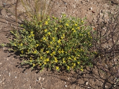 Gunniopsis calcarea (Gunniopsis calcarea)