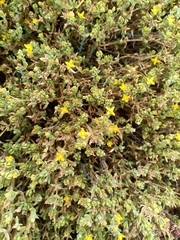Gunniopsis calcarea (Gunniopsis calcarea)