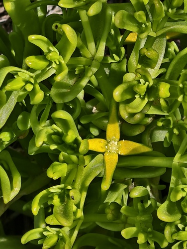 Gunniopsis intermedia (Gunniopsis intermedia)