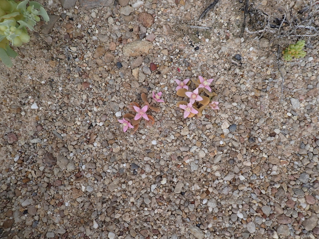Gunniopsis kochii (Gunniopsis kochii)