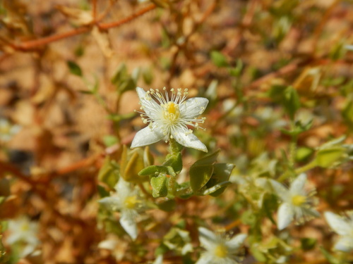 Gunniopsis papillata (Gunniopsis papillata)