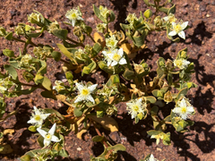 Gunniopsis papillata (Gunniopsis papillata)