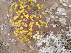 Gunniopsis papillata (Gunniopsis papillata)