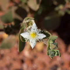 Gunniopsis papillata (Gunniopsis papillata)