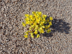 Gunniopsis papillata (Gunniopsis papillata)