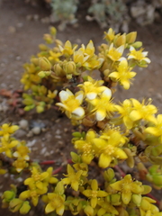 Gunniopsis papillata (Gunniopsis papillata)