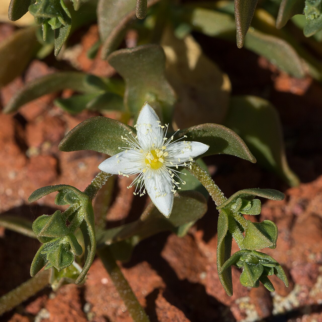 Gunniopsis papillata: Gunniopsis papillata near Winton, Queensland