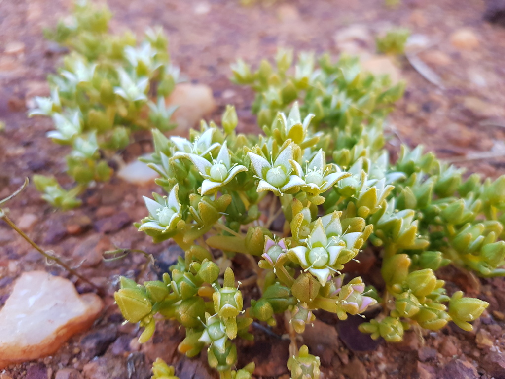 Gunniopsis propinqua (Gunniopsis propinqua)