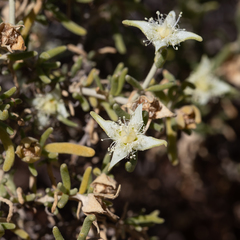 Gunniopsis quadrifida (Gunniopsis quadrifida)